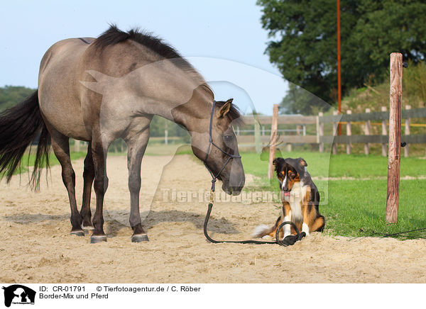 Border-Mix und Pferd / CR-01791