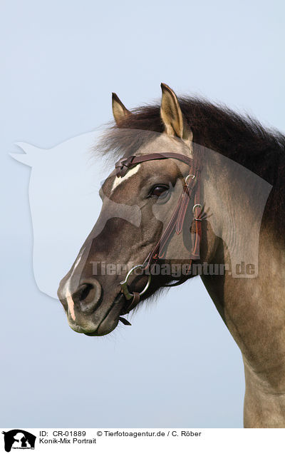 Konik-Mix Portrait / Konik crossbreed / CR-01889