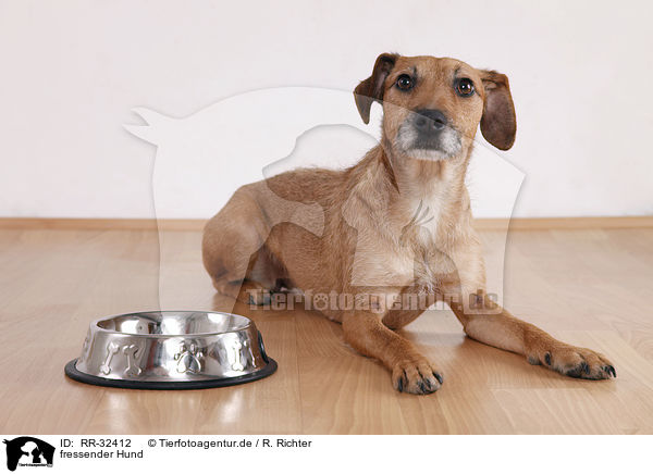 fressender Hund / eating dog / RR-32412