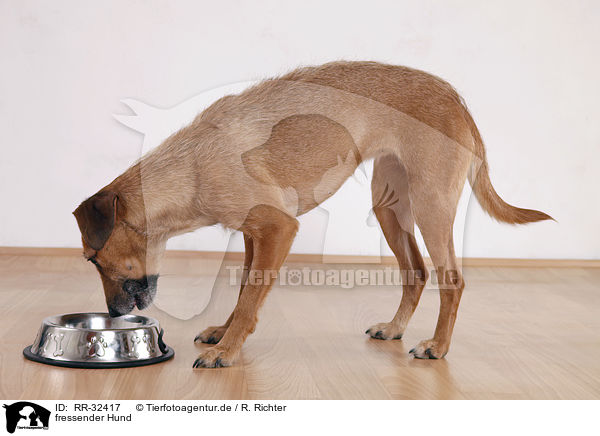 fressender Hund / eating dog / RR-32417