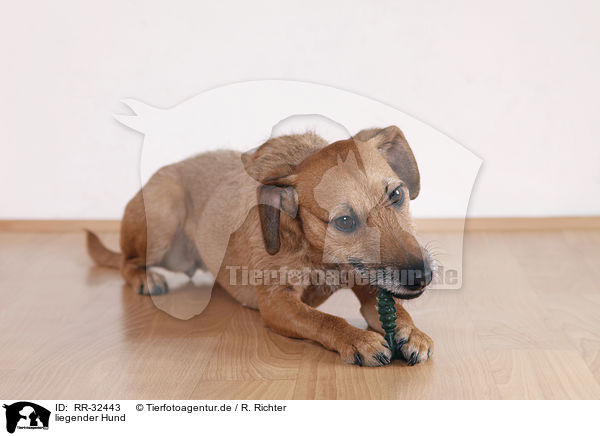 liegender Hund / lying dog / RR-32443