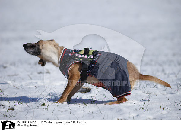 Mischling Hund / mongrel dog / RR-32492