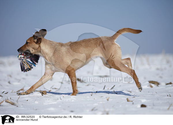 rennender Hund / running dog / RR-32520