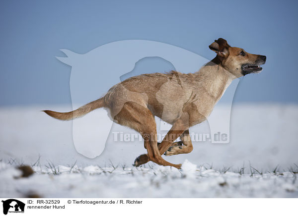 rennender Hund / running dog / RR-32529