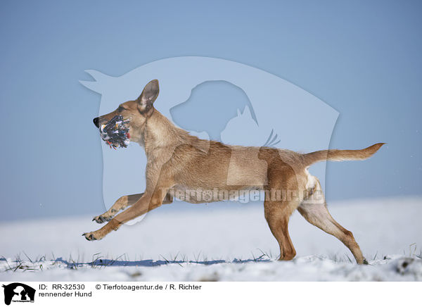 rennender Hund / running dog / RR-32530