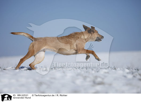 rennender Hund / running dog / RR-32531