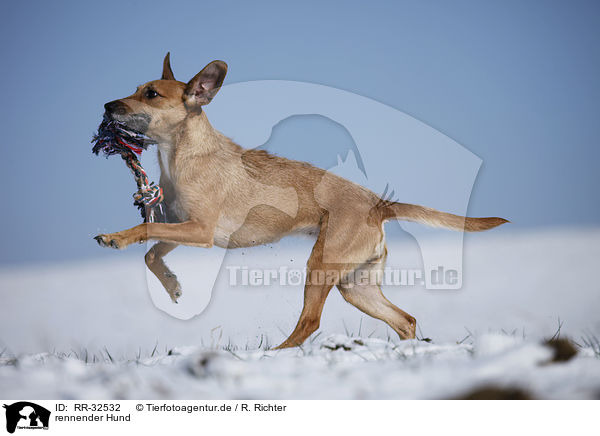 rennender Hund / running dog / RR-32532