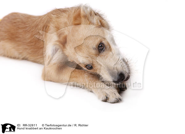 Hund knabbert an Kauknochen / dog gnawing bone / RR-32811