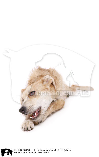 Hund knabbert an Kauknochen / dog gnawing bone / RR-32848