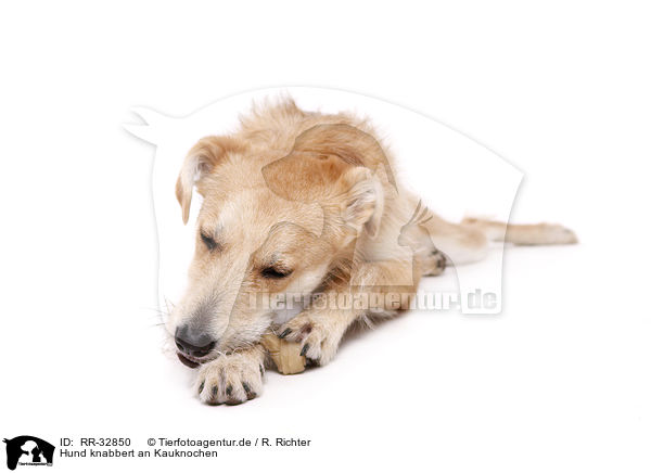 Hund knabbert an Kauknochen / dog gnawing bone / RR-32850