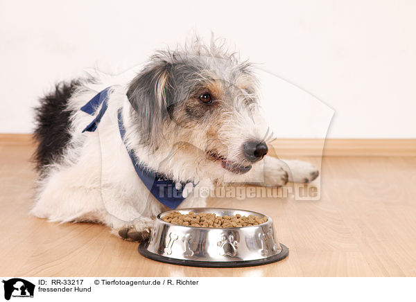 fressender Hund / eating mongerel dog / RR-33217