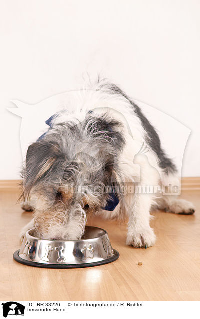 fressender Hund / eating mongerel dog / RR-33226