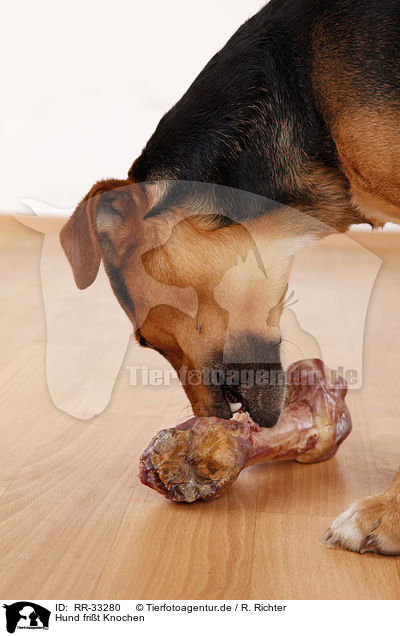 Hund frit Knochen / dog eats bone / RR-33280