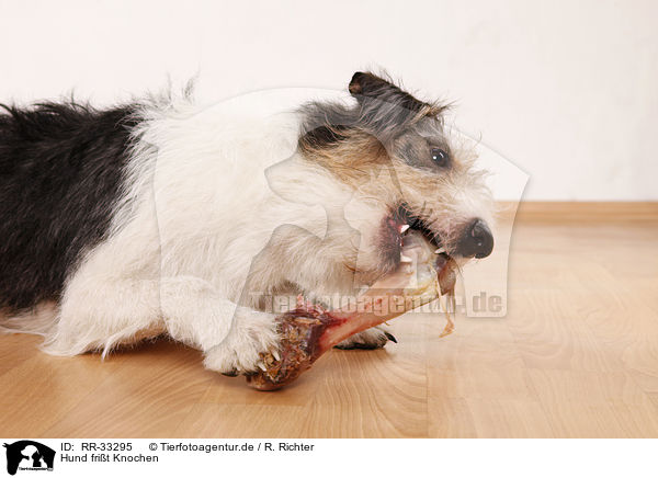 Hund frit Knochen / dog eats bone / RR-33295