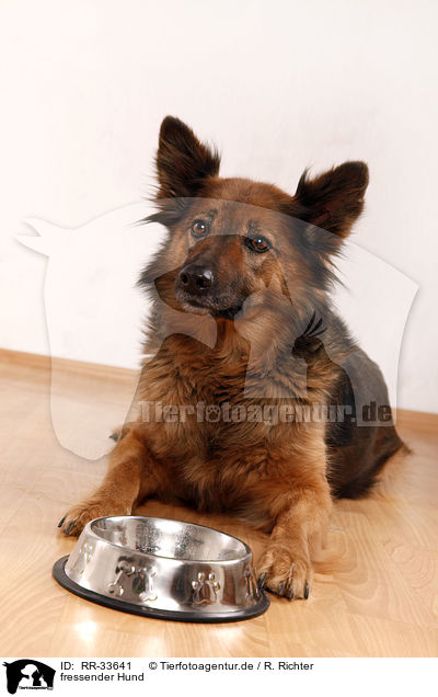 fressender Hund / eating dog / RR-33641