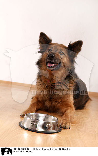 fressender Hund / eating dog / RR-33642