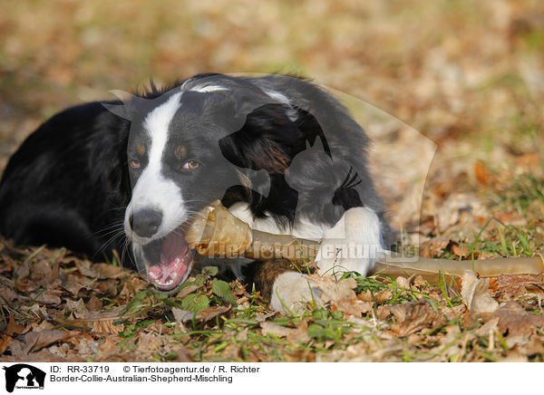 Border-Collie-Australian-Shepherd-Mischling / mongrel / RR-33719