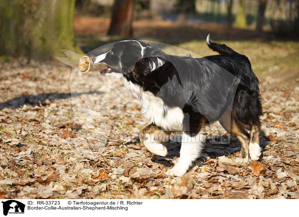 Border-Collie-Australian-Shepherd-Mischling / mongrel / RR-33723