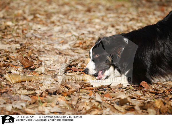 Border-Collie-Australian-Shepherd-Mischling / mongrel / RR-33724