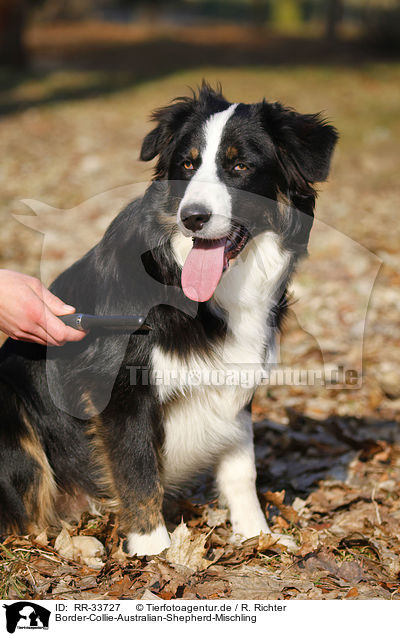 Border-Collie-Australian-Shepherd-Mischling / mongrel / RR-33727