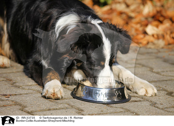 Border-Collie-Australian-Shepherd-Mischling / mongrel / RR-33735