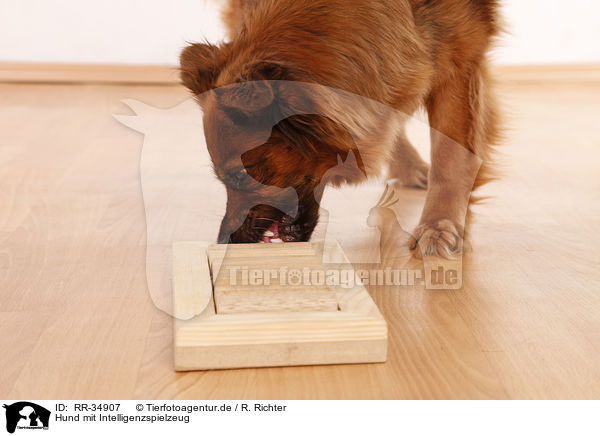 Hund mit Intelligenzspielzeug / RR-34907