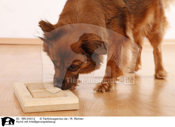 Hund mit Intelligenzspielzeug / dog with intelligence toy / RR-34912