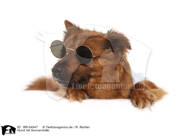 Hund mit Sonnenbrille / dog with sunglasses / RR-34947