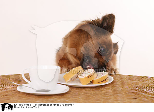 Hund klaut vom Tisch / dog stealing from table / RR-34953