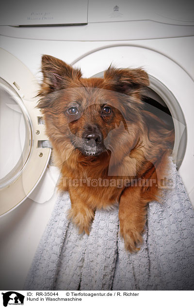 Hund in Waschmaschine / dog in washing machine / RR-35044