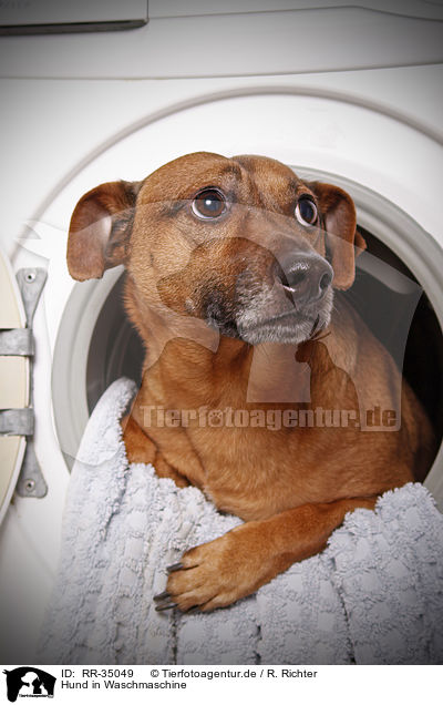Hund in Waschmaschine / dog in washing machine / RR-35049