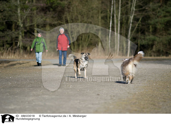 Hundebegegnung / 2 dogs / AM-03018