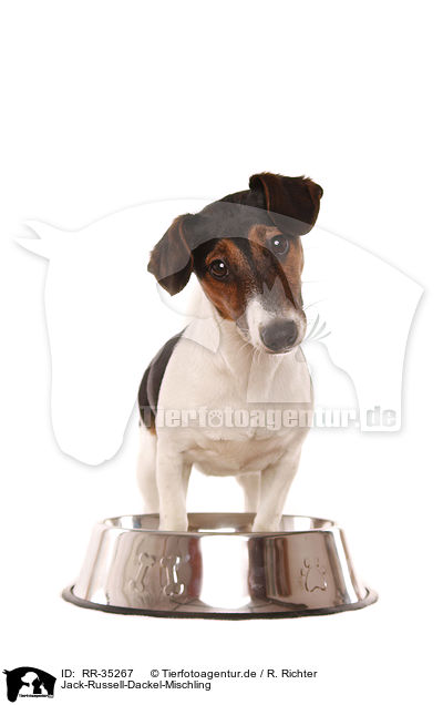 Jack-Russell-Dackel-Mischling / Jack-Russell-Dachshund-Mongrel / RR-35267