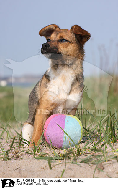 Jack-Russell-Terrier-Mix / Jack Russell Terrier mongrel / IF-06784