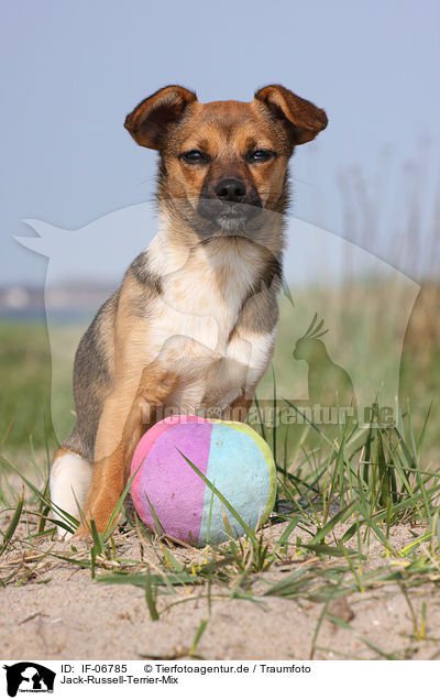 Jack-Russell-Terrier-Mix / Jack Russell Terrier mongrel / IF-06785
