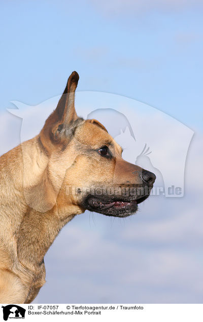 Boxer-Schferhund-Mix Portrait / mongrel portrait / IF-07057