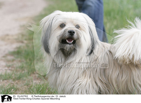 Tibet-Terrier-King-Charles Spaniel Mischling / mongrel / DJ-02762