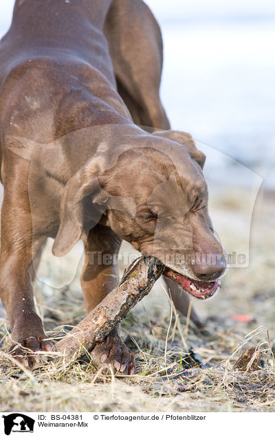 Weimaraner-Mix / mongrel / BS-04381