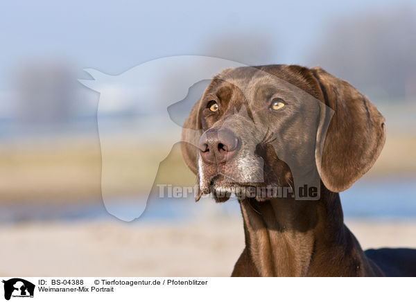 Weimaraner-Mix Portrait / mongrel portrait / BS-04388