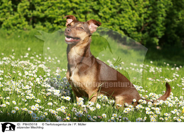 sitzender Mischling / sitting mongrel / PM-05018