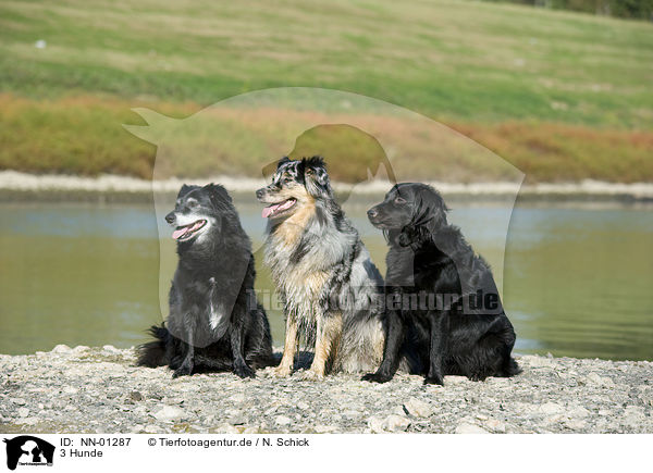 3 Hunde / 3 dogs / NN-01287