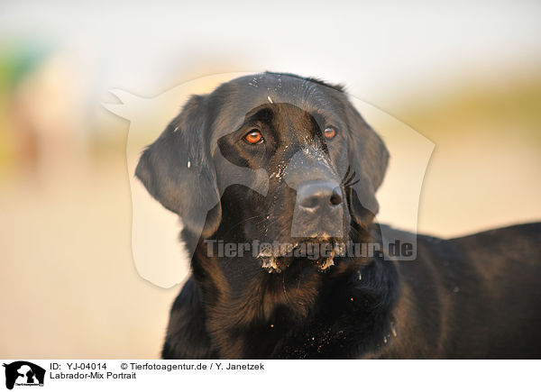 Labrador-Mix Portrait / mongrel portrait / YJ-04014