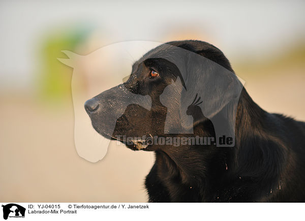 Labrador-Mix Portrait / mongrel portrait / YJ-04015