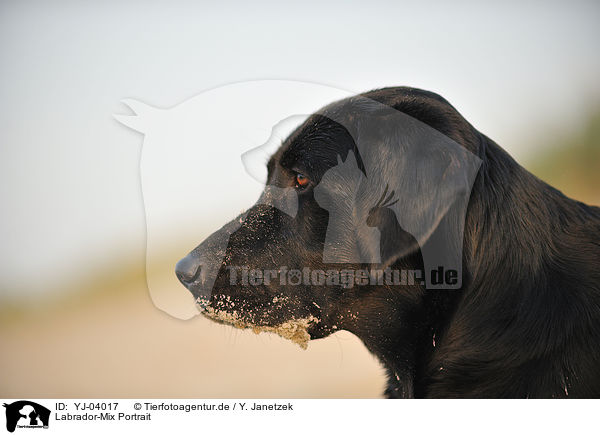 Labrador-Mix Portrait / mongrel portrait / YJ-04017