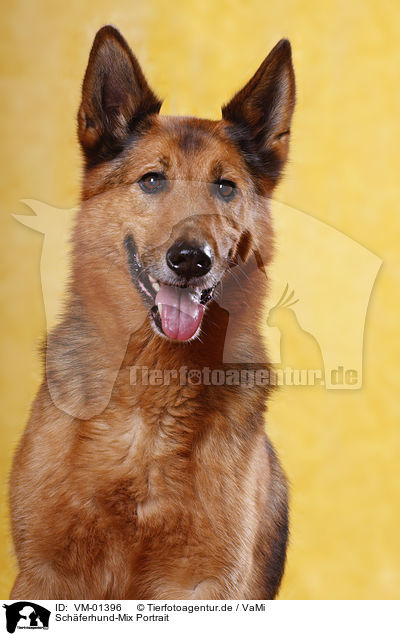 Schferhund-Mix Portrait / mongrel portrait / VM-01396
