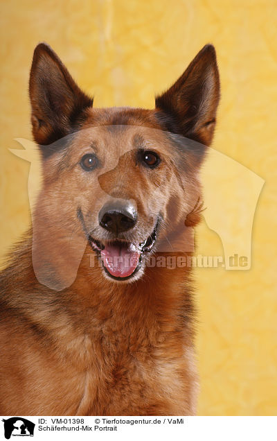 Schferhund-Mix Portrait / mongrel portrait / VM-01398