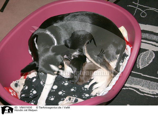 Hndin mit Welpen / dog with puppies / VM-01630