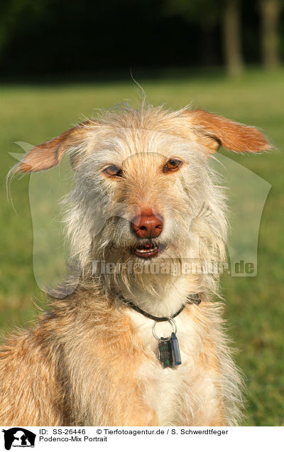 Podenco-Mix Portrait / mongrel portrait / SS-26446