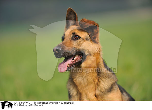 Schferhund-Mix Portrait / mongrel portrait / YJ-04749