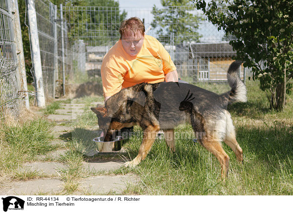 Mischling im Tierheim / mongrel at pound / RR-44134